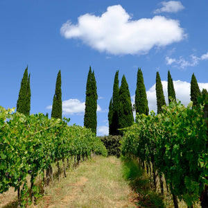 A 95 point, $24.99 Super Tuscan red!