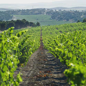 Bodegas Olivares 'Altos de la Hoya' 2016