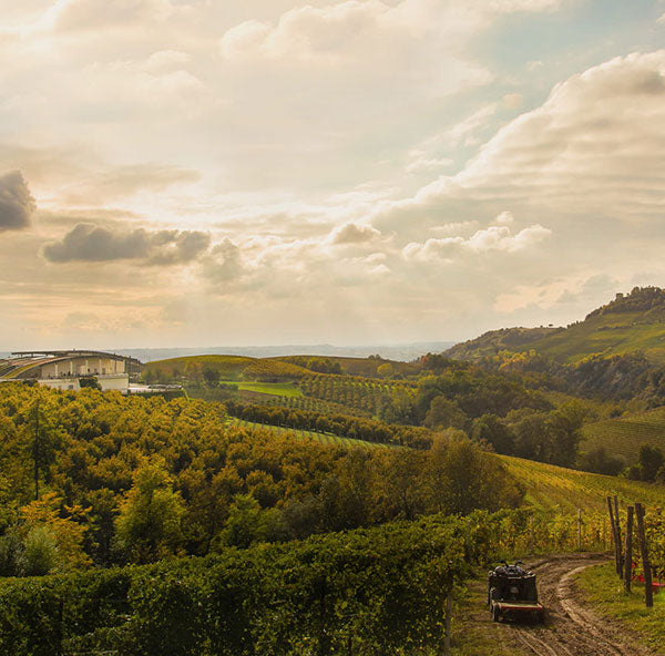 THE Gold Standard for Piedmont Reds