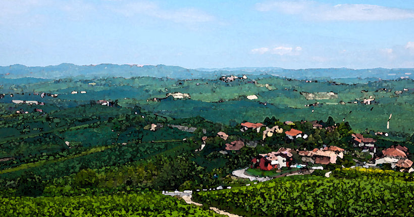 Barolo Wines