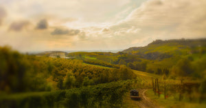Domenico Clerico Wines