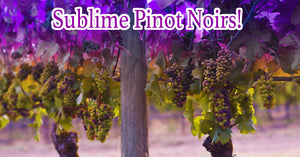 A Perfect Plethora of Sublime Pinot Noirs!